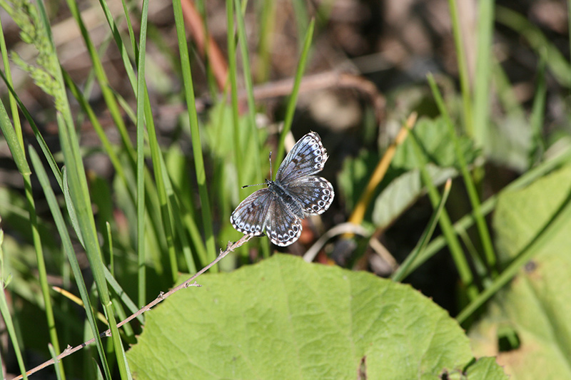 Look at this little guy! His name is Yukimushi 雪虫, which