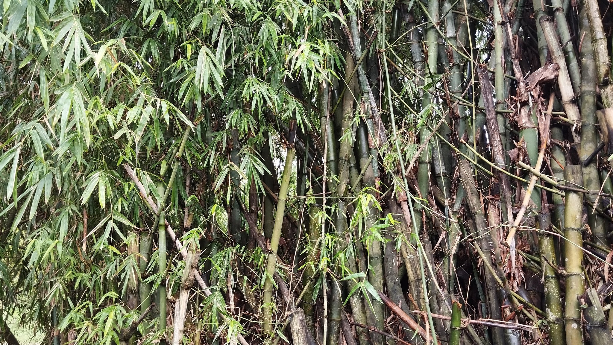 Pring Petuk