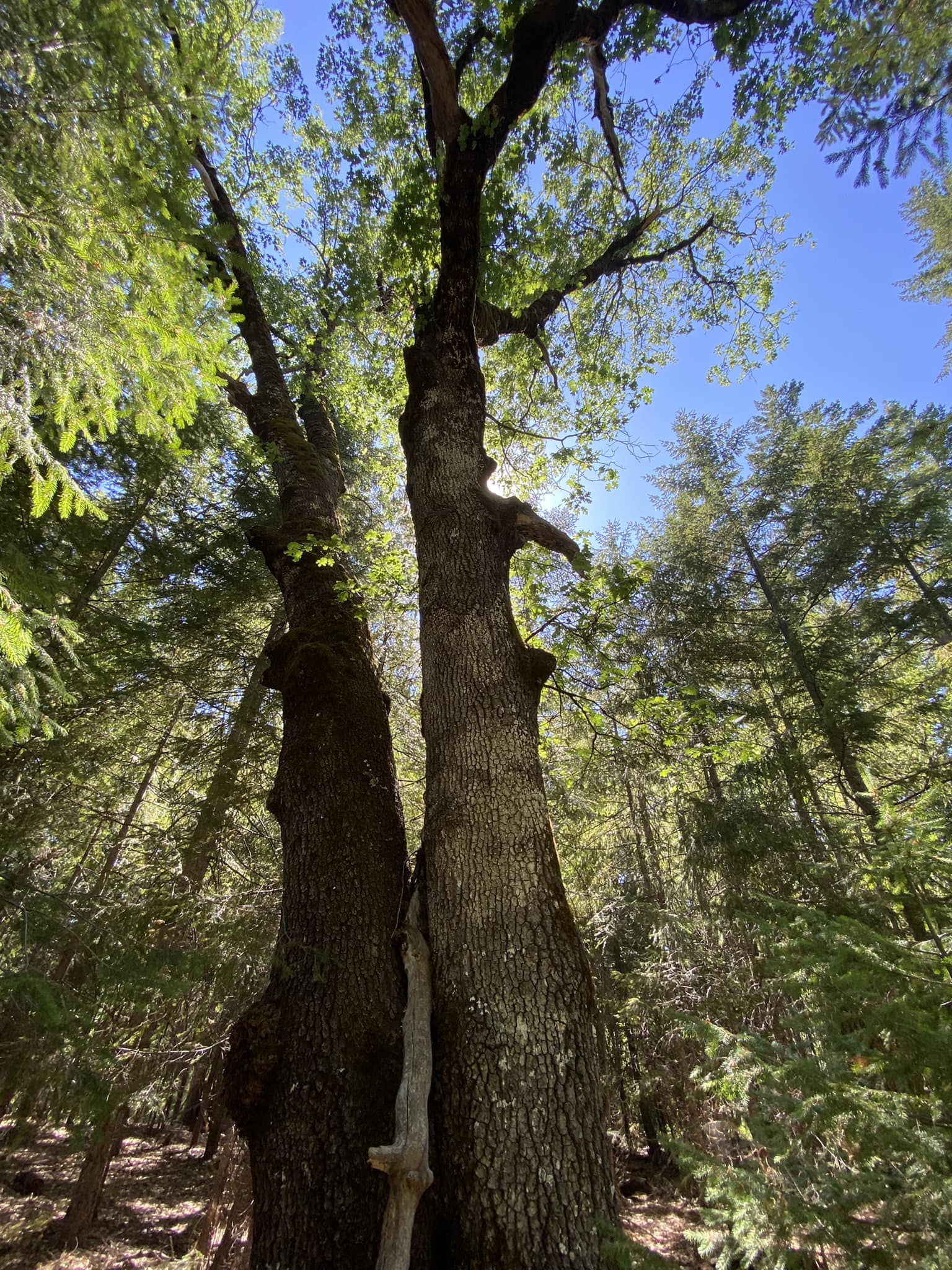 Big Tree Seekers | 145” CBH(46” DBH)open grown Black oak behind the ...