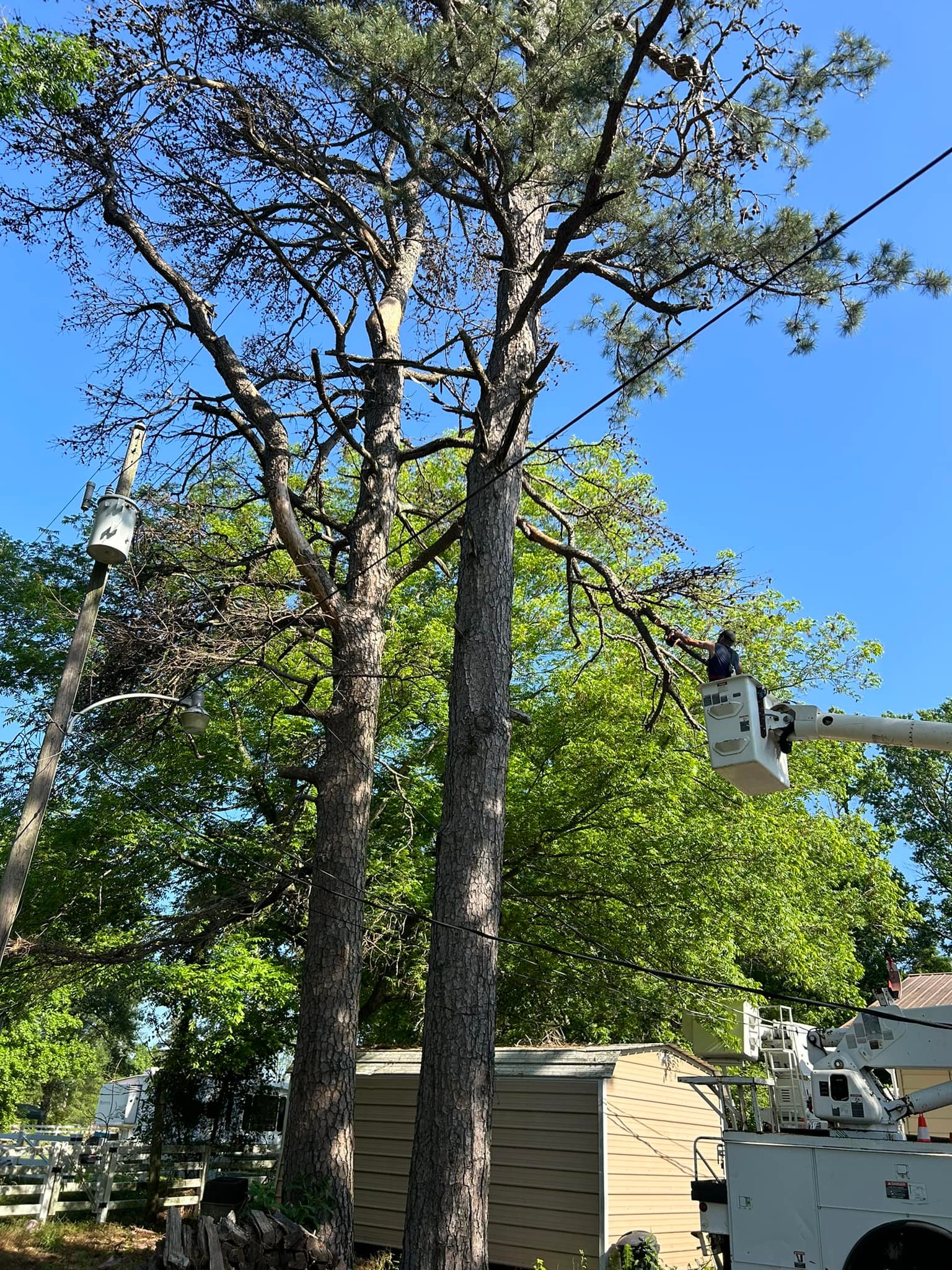 Out On A Limb Tree Service | Hope AR