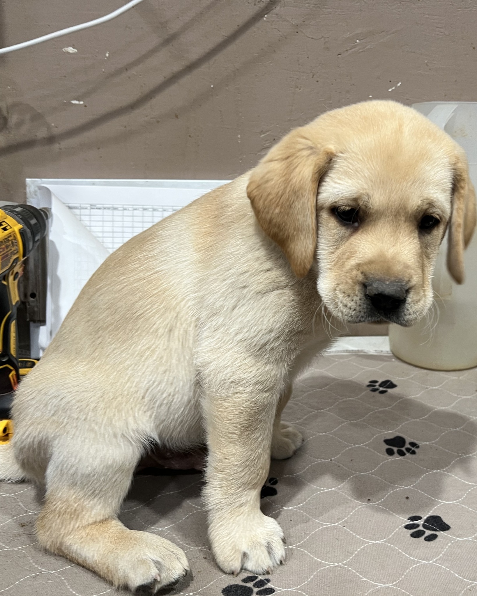 True Labradors
