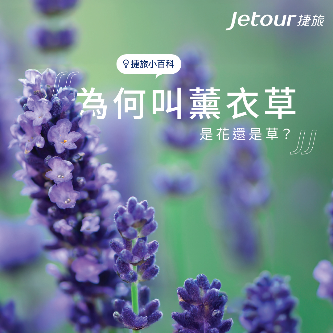 Jetour 捷旅 - 【#捷旅小百科📚】 ️究竟薰衣草是花還是草？ #薰衣草... | Facebook