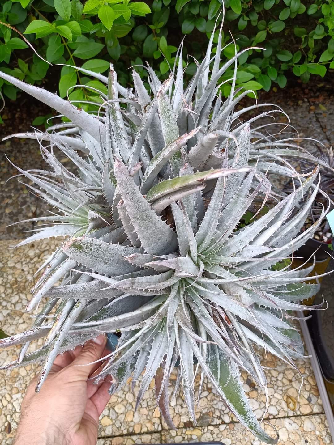 Deuterocohnia longipetala plant from Argentina