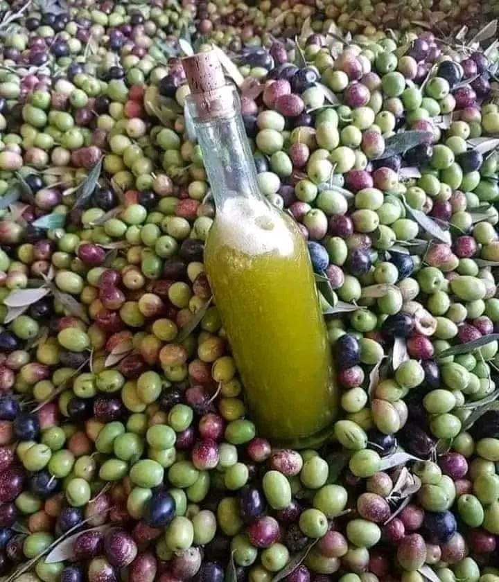 واحة سيوة | Alexandria