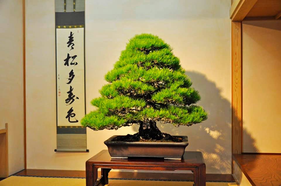 黒松（くろまつ） 銘 瑞光（ずいこう） 推定樹齢120年 Kuro-matsu