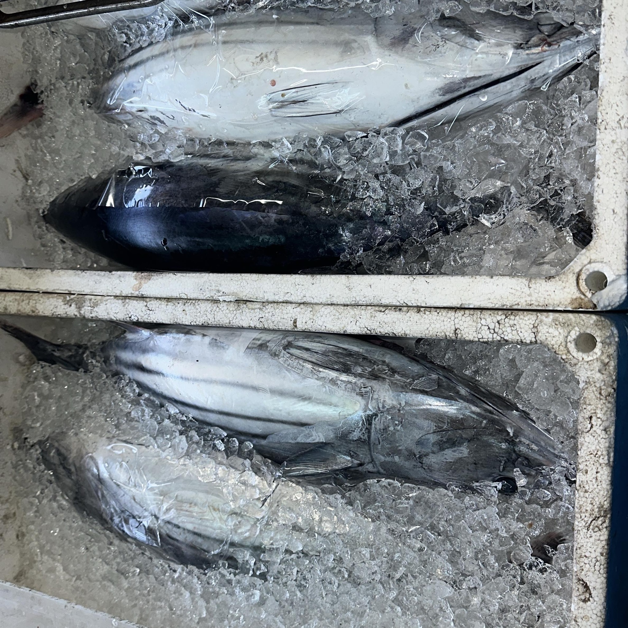 坂本鮮魚【宇和島市津島町】干物/鮮魚/魚総菜 - 今日もありがとう 