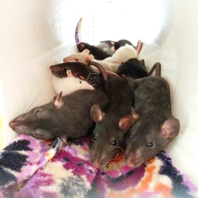 Gardens Clan Rattery - Columbus, OH