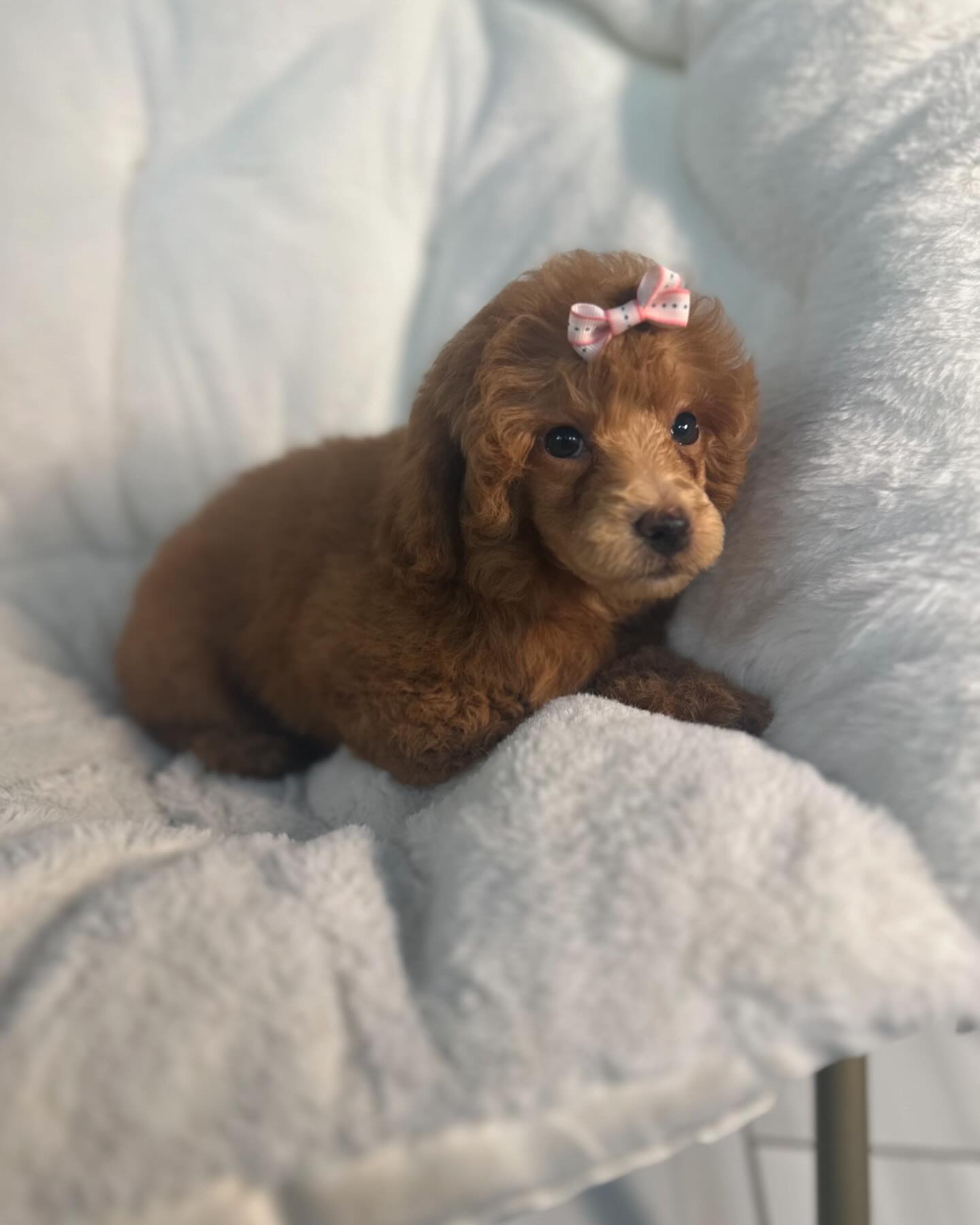 Vanity Pups Boutique | New York NY