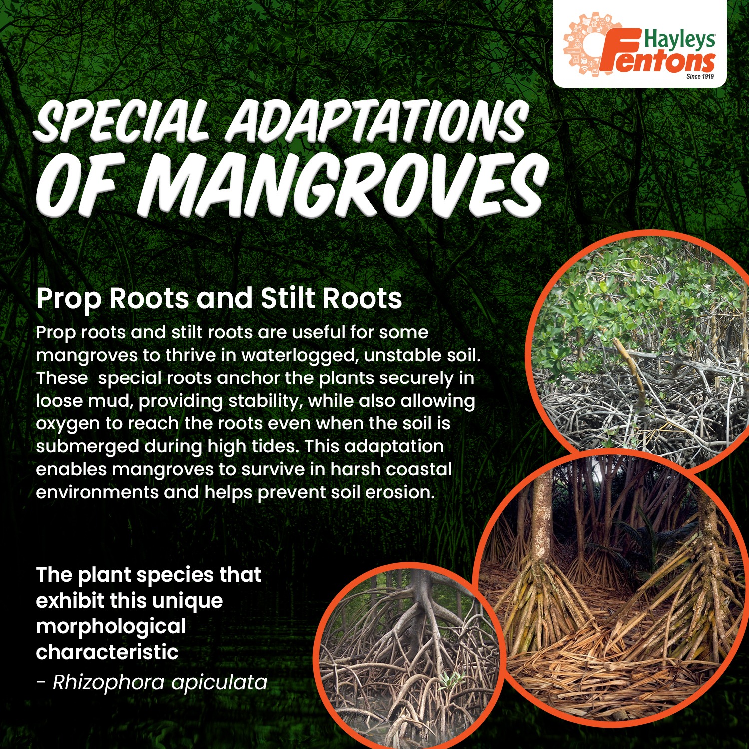 What Is The Difference Between Prop Roots And Stilt Roots Stilt Roots