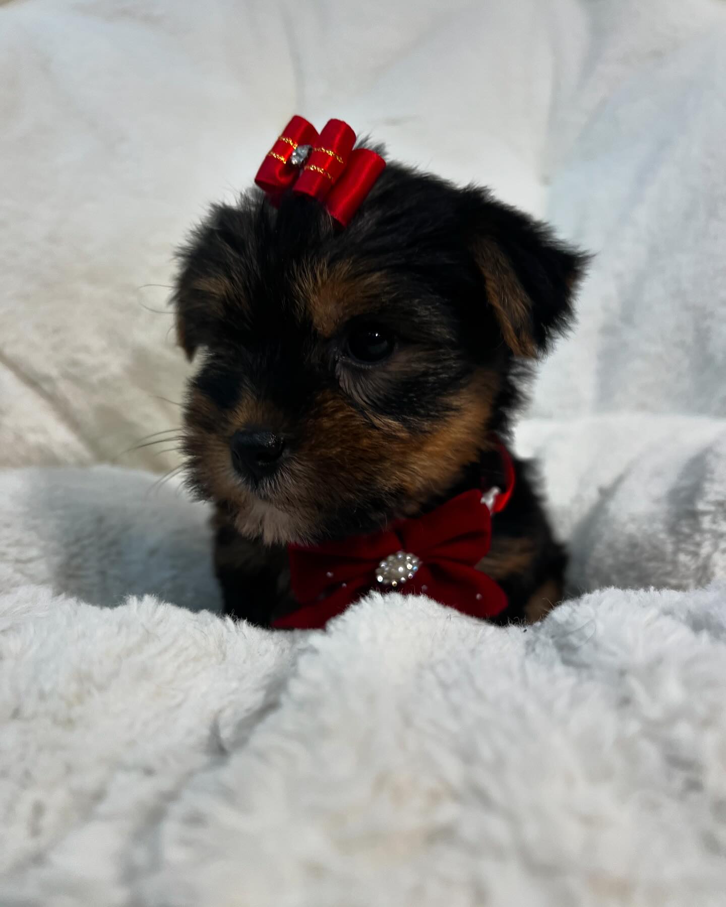 Vanity - All #poodlesofinstagram #poodle #puppies on #sale today for #
