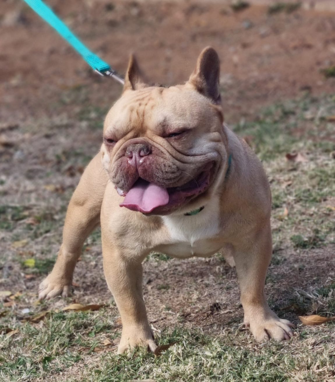 Alzaru Frenchies | Klerksdorp
