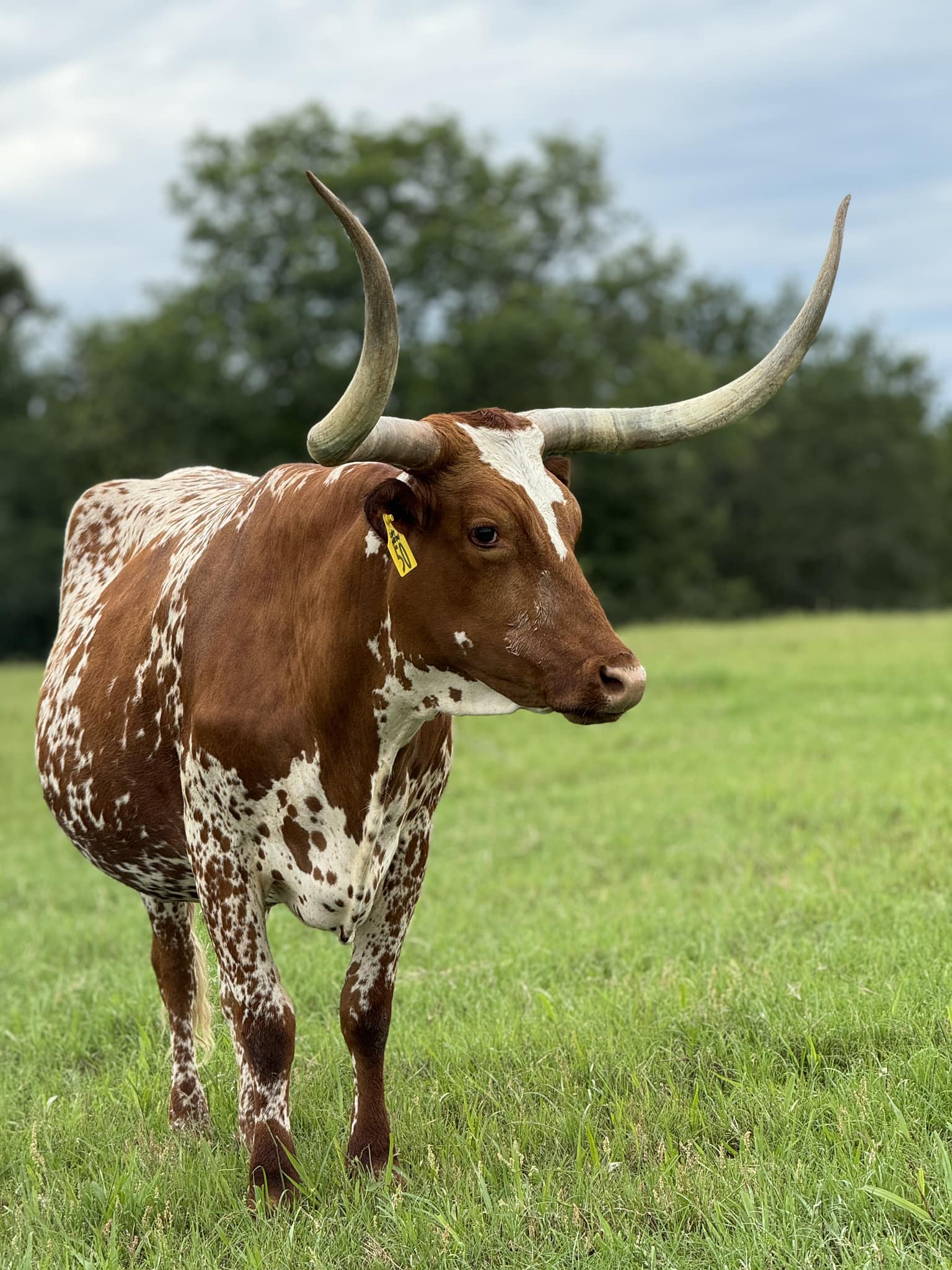 Comanche Rose Ranch | Groesbeck TX