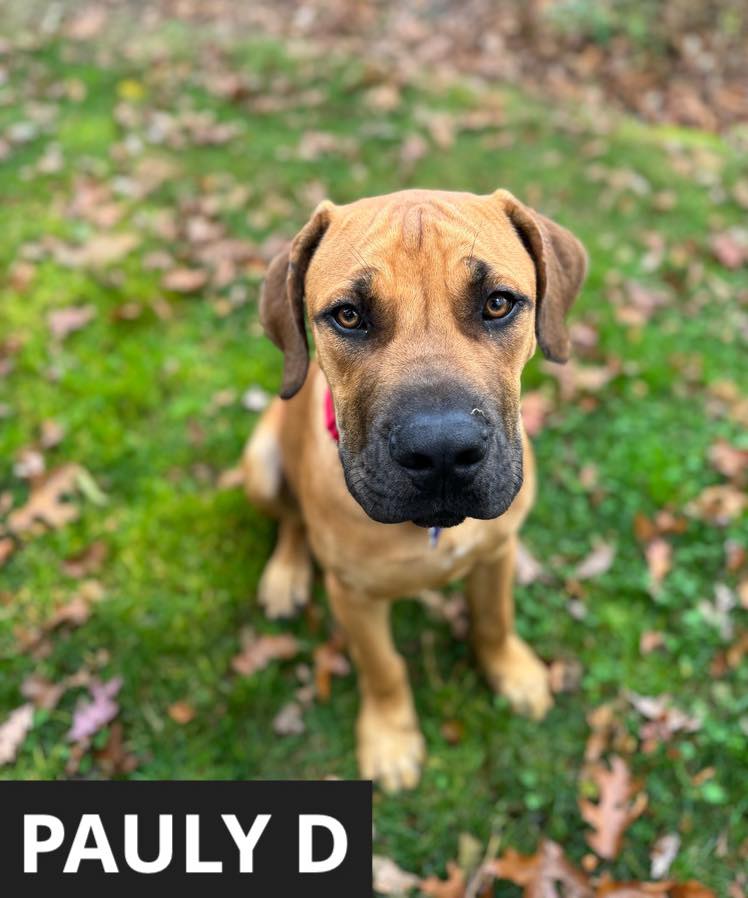 Sandy Paws Rescue Inc. - 🐶⚠️ Warning: unbe-leaf-ably cute pups ⚠️🐶 ...