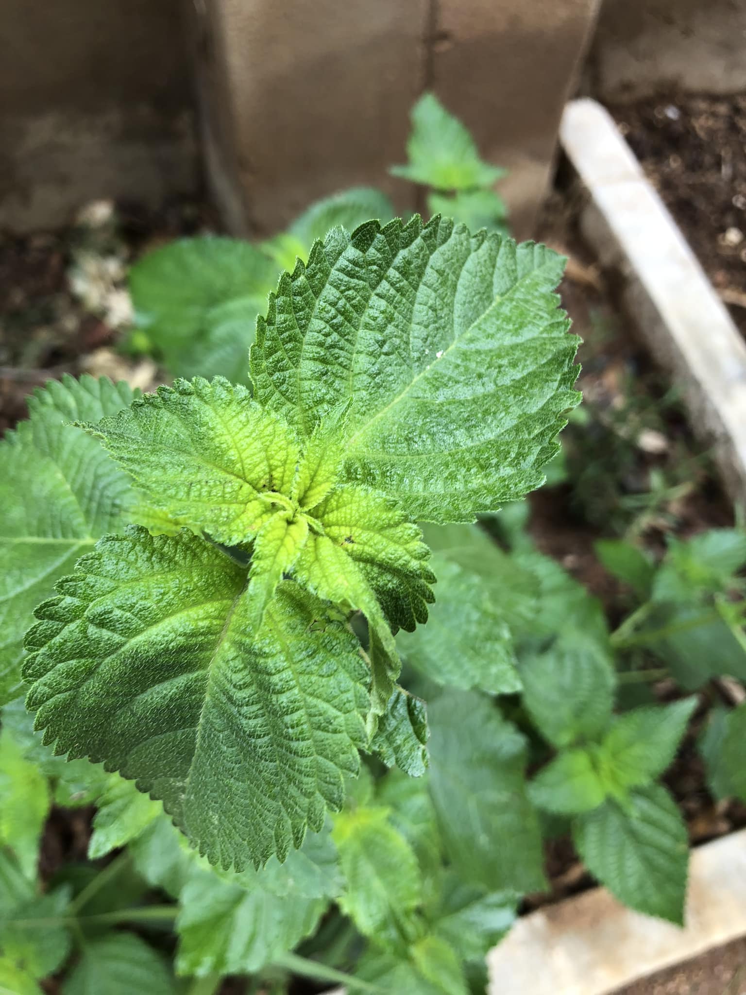 What is the identity of the thorny plant in my mint garden?