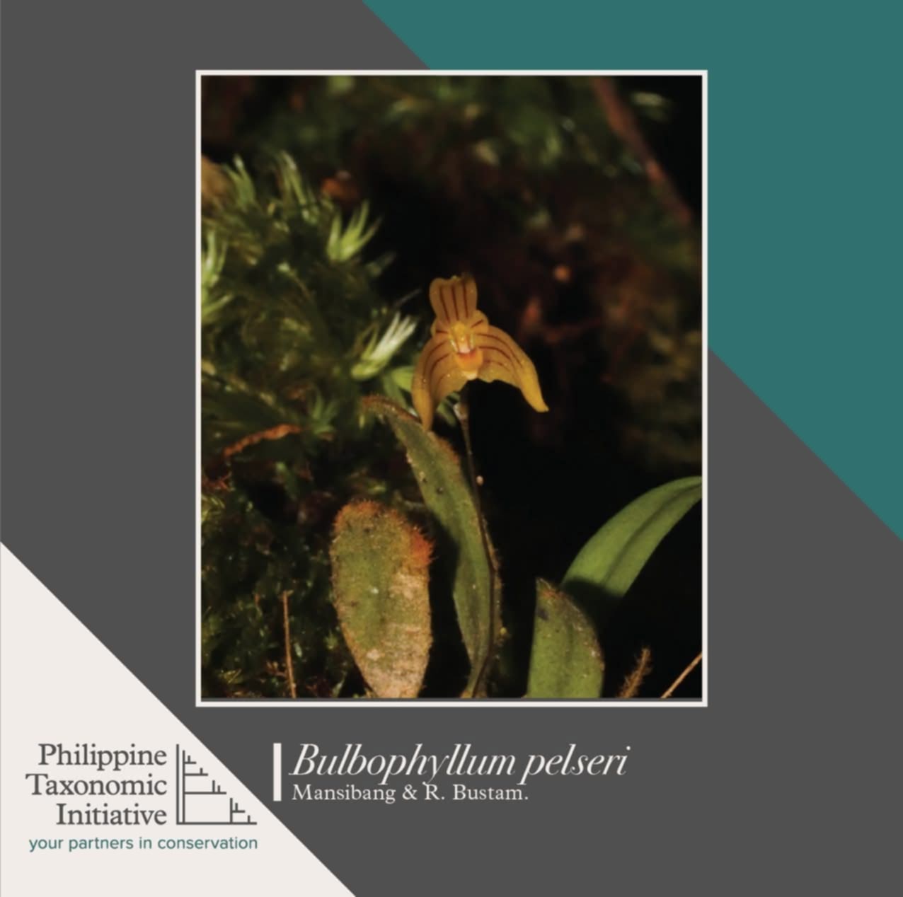 Philippine Taxonomic Initiative | El Nido