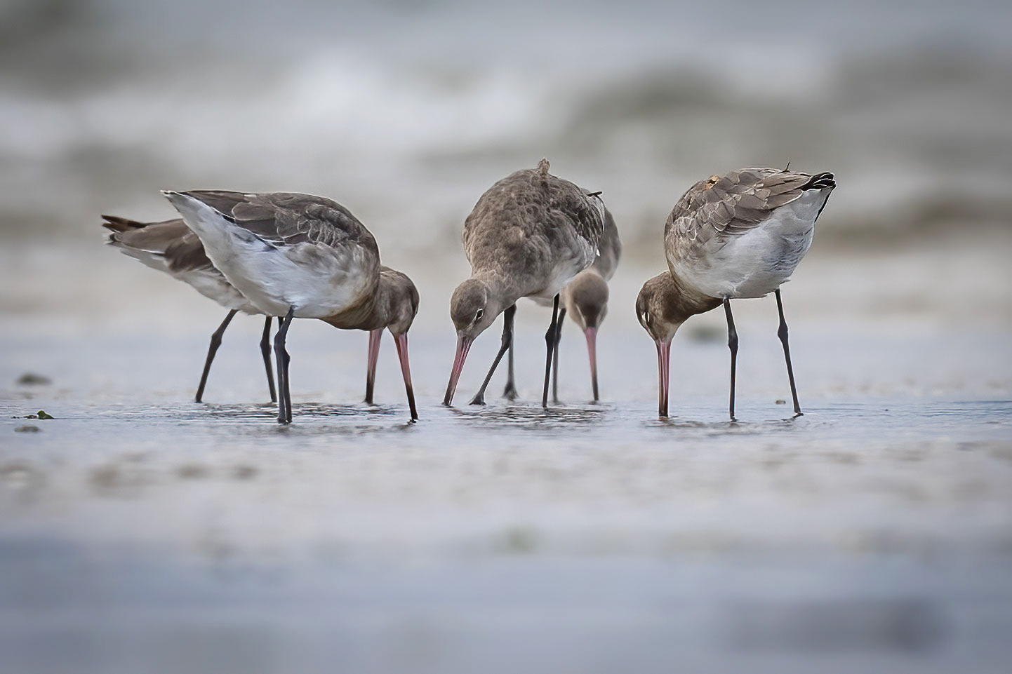 northern-ireland-northern-ireland-ornithologists-club