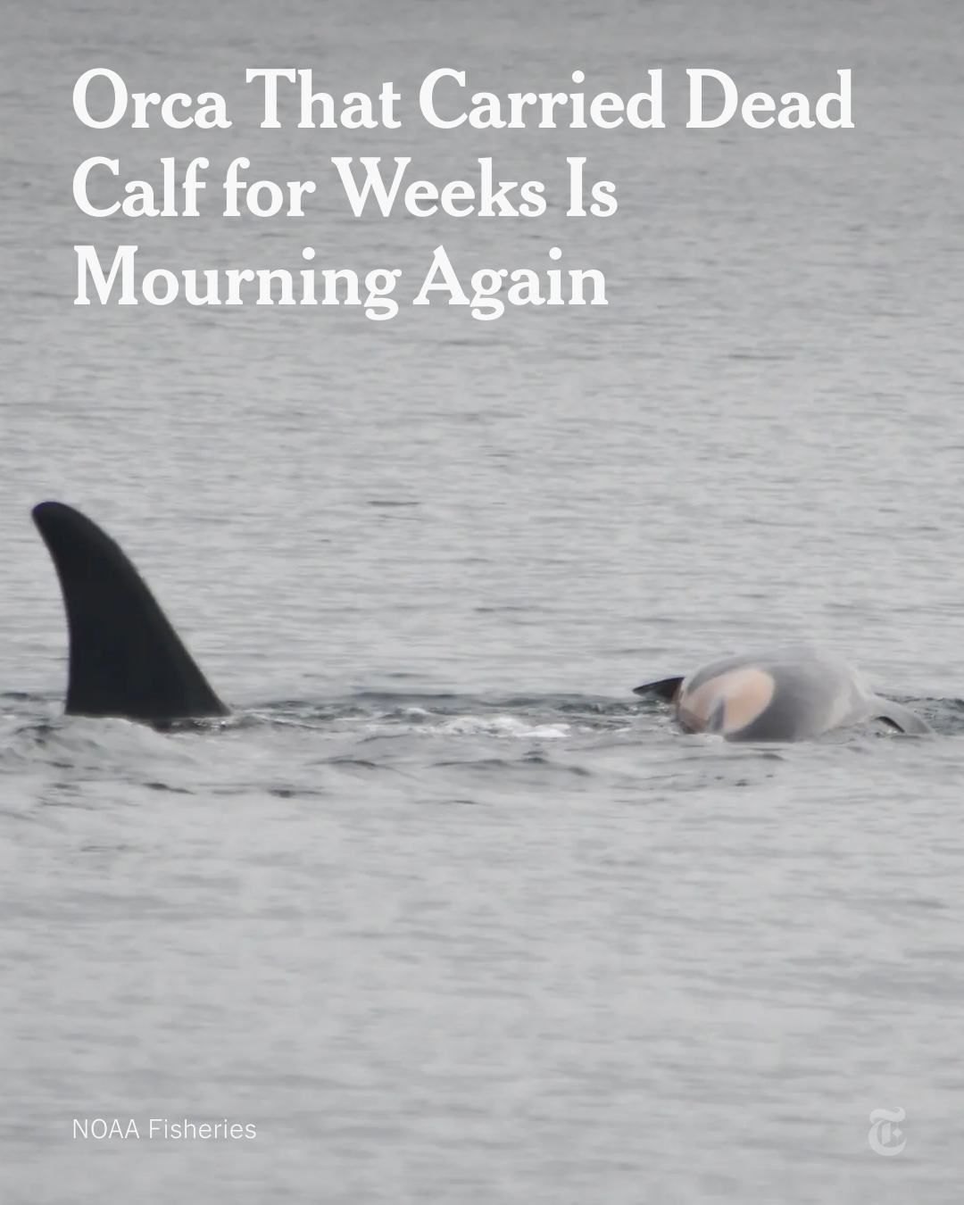 A mother orca, known as Tahlequah or... - The New York Times
