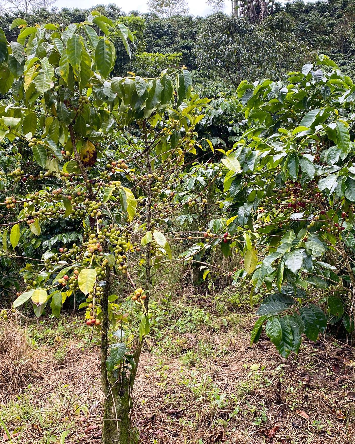 Sabias qué... ¿el cafeto tiene origen... - JARDÍN CAFÉ & ALMA