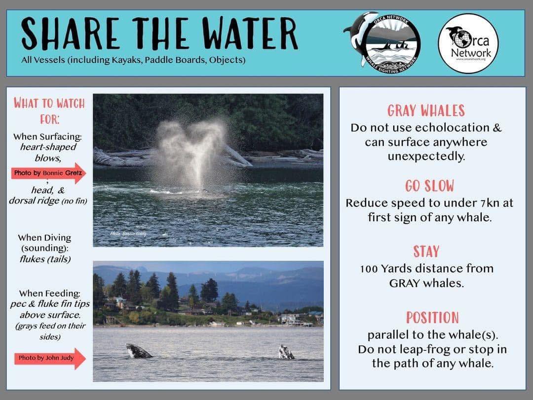 Orca Network - 🩵A whale has been spotted in north Saratoga... | Facebook