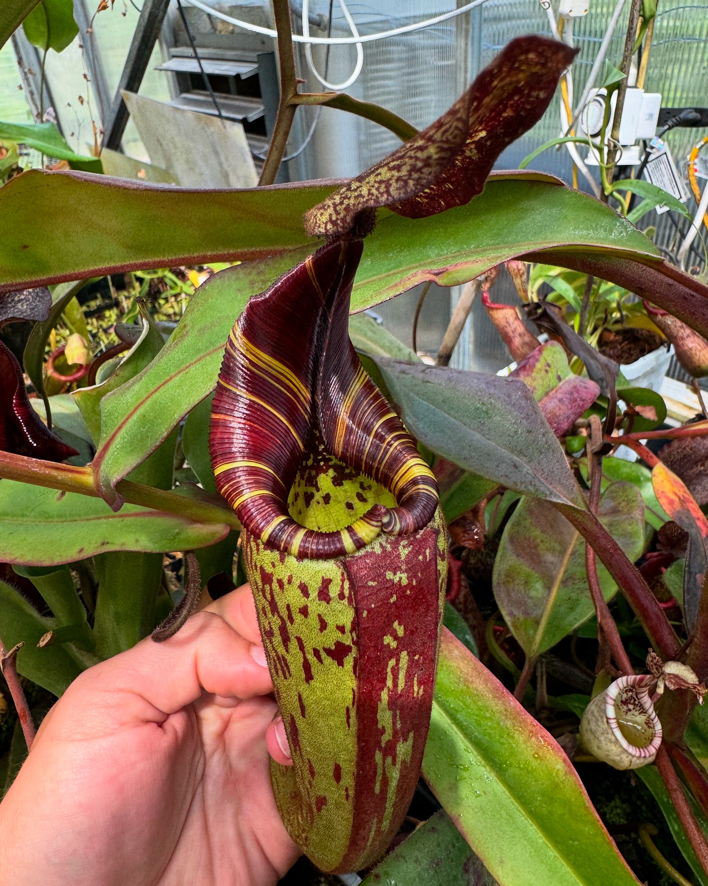 Nepenthes hurrelliana or mollis 🙂