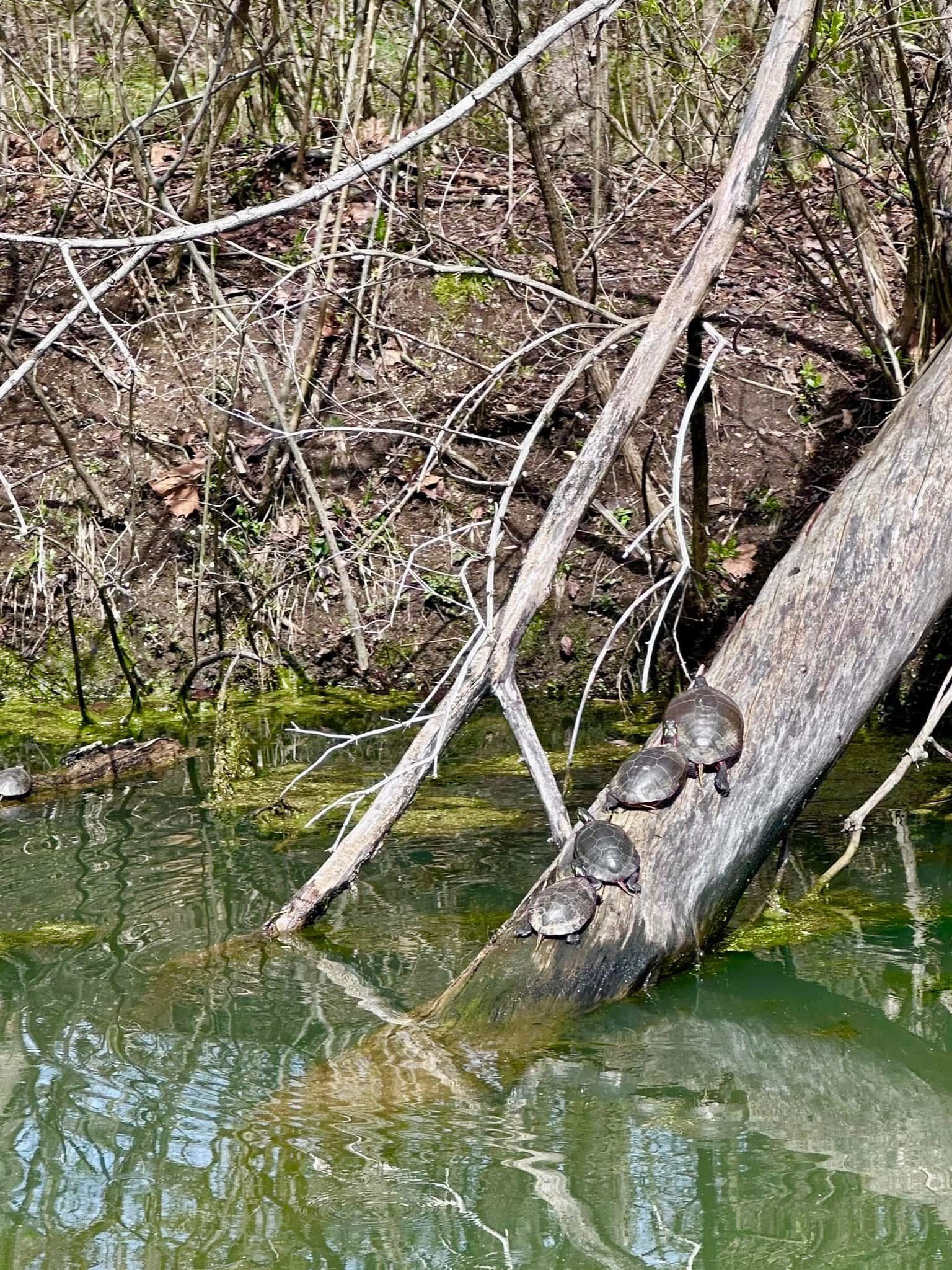 Ohio - Turtles 🐢 🐢🐢🐢 | Facebook