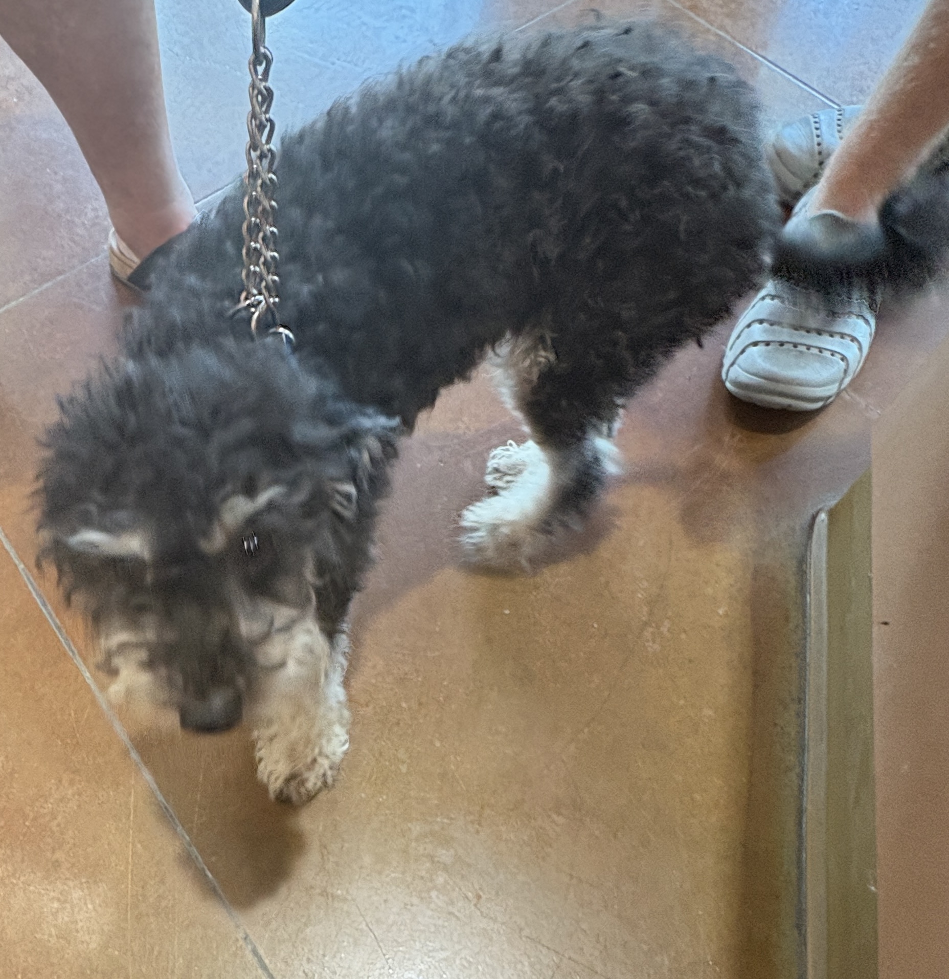 Citizen Courtesy Post******** Lost dog found roaming near Prairie