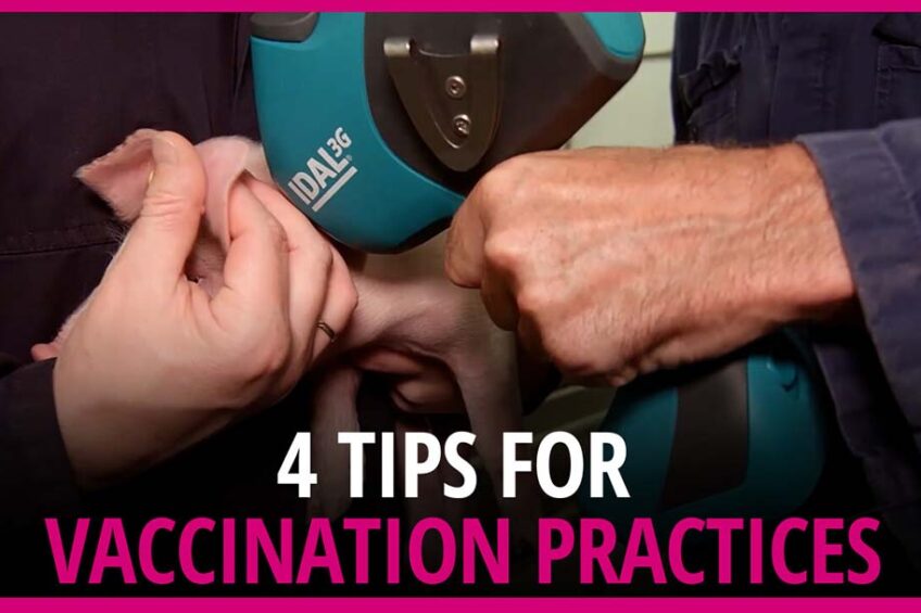 Pig - VIDEO! 📽 Piglet vaccination is one of the key approaches to make ...