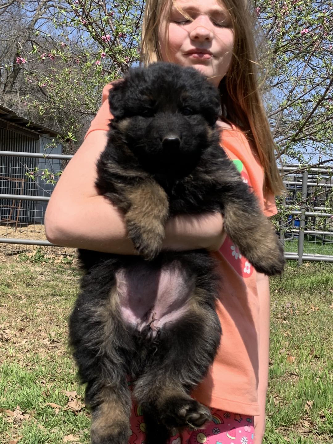 Sandstone Ranch German... - Sandstone Ranch German Shepherds