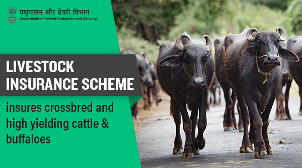 Cattle Insurance