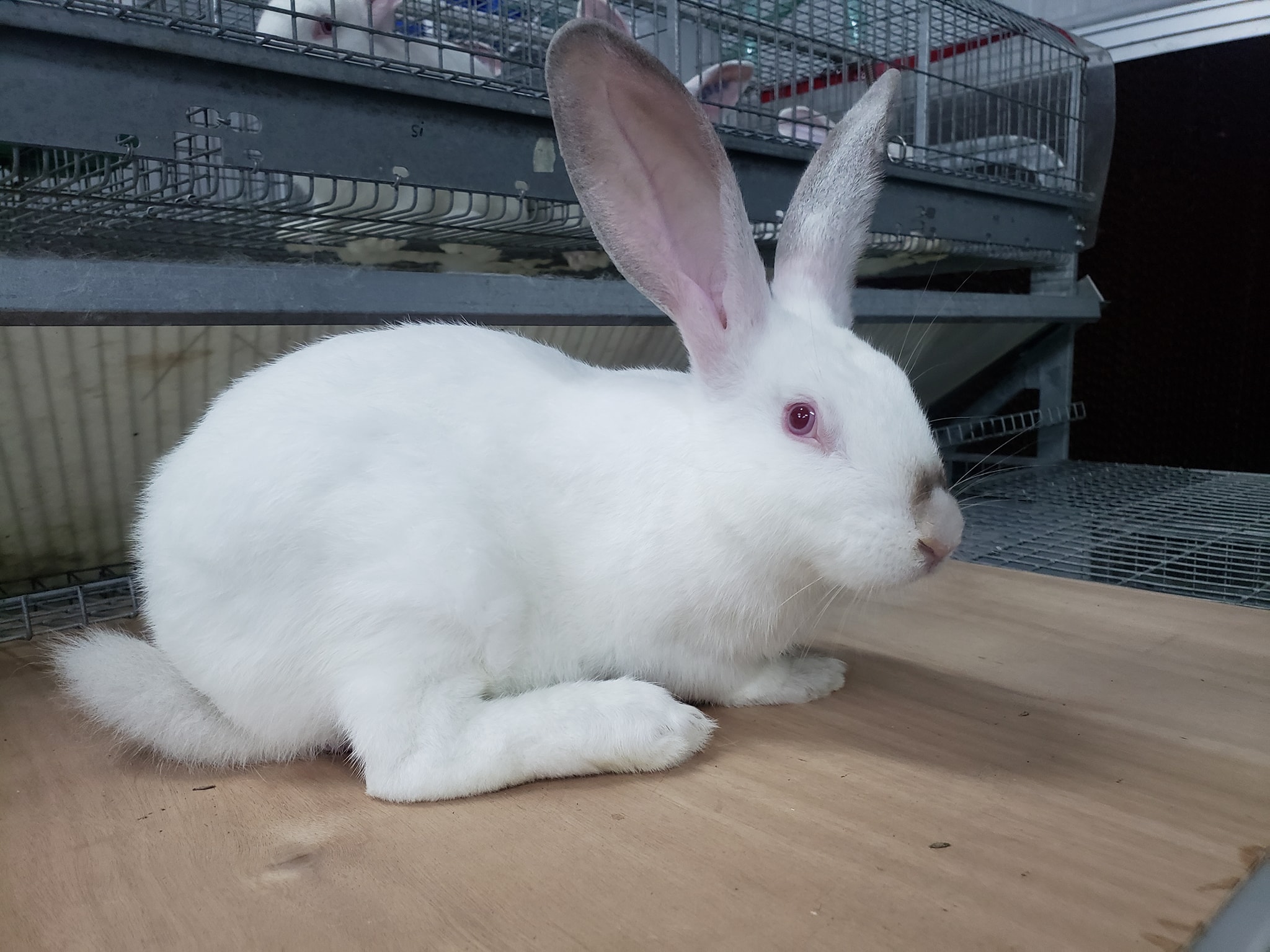🐇Hypharm genetics 🐇Setting... - Rabbit Improvement Company | Facebook