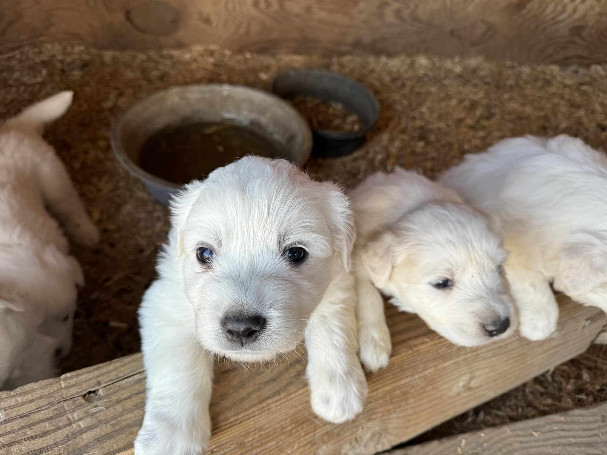 Hollin Gate Ranch Great Pyrenees of Neenach