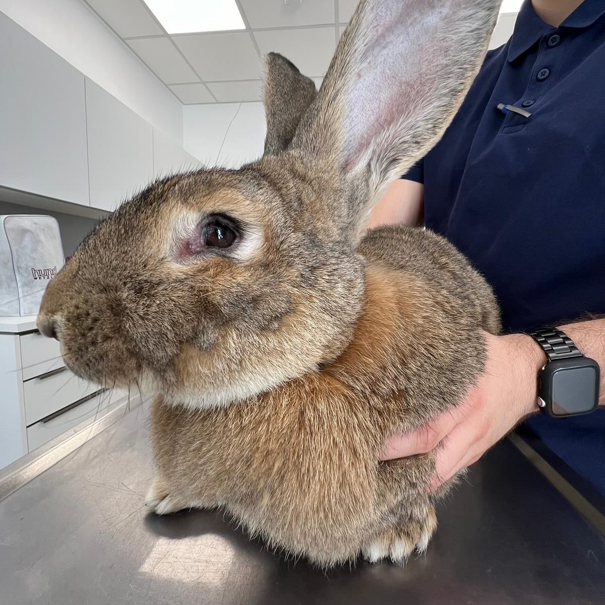 Tierarztpraxis - 🐰 Bambi, der große Deutsche Riese, hat sich leider ...