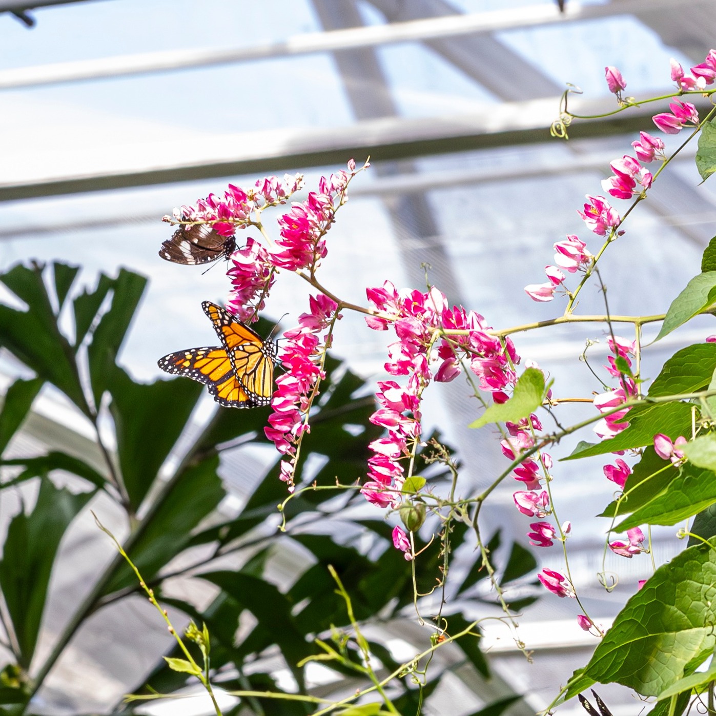 Butterfly - Releasing on November 8th, visit Butterfly Pavilion for an ...