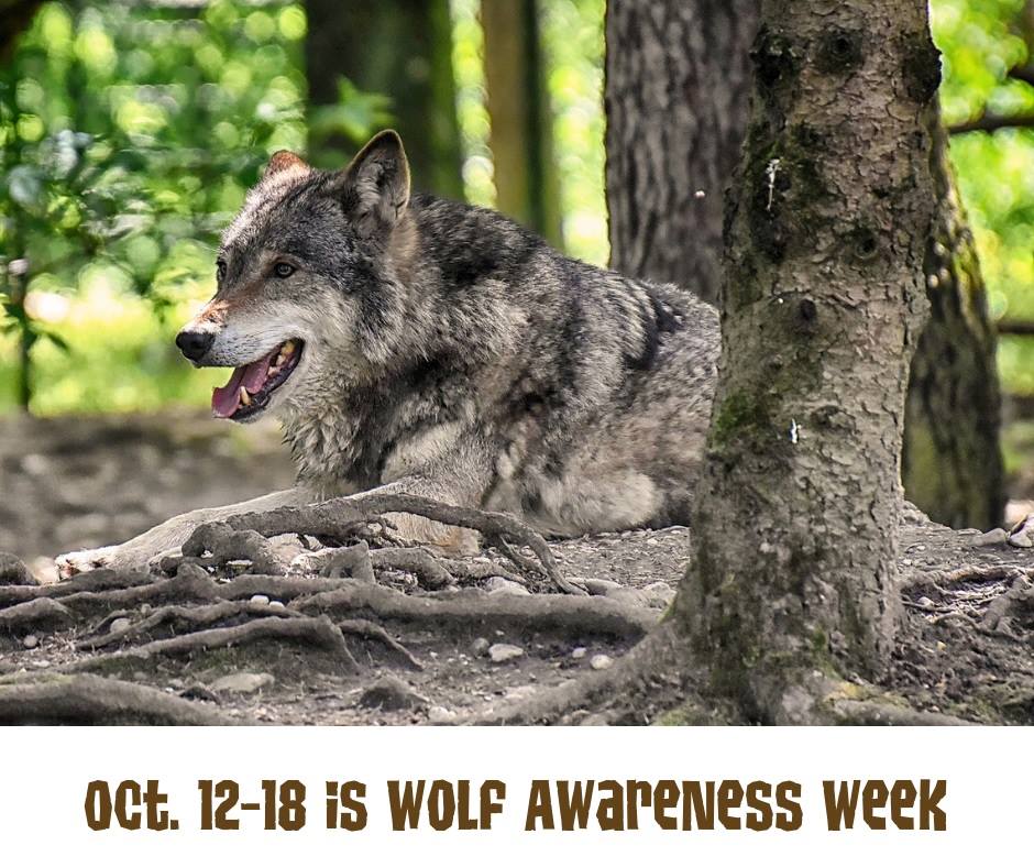 This is National Wolf... - Appalachian Wildlife Refuge | Facebook