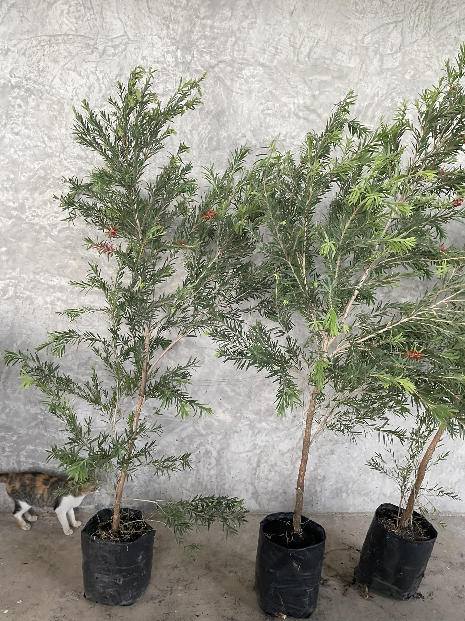 PK Pruk Greenery