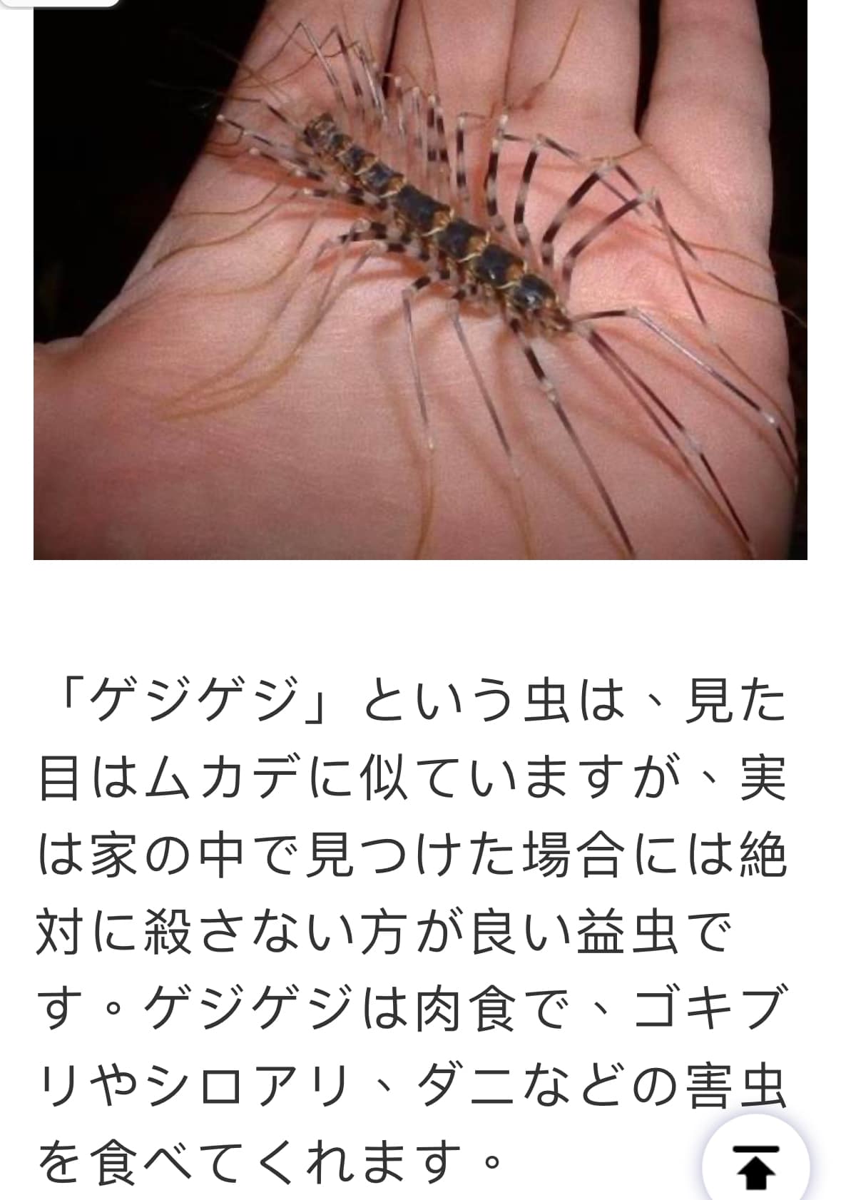 ゲジゲジ 殺しては いけない