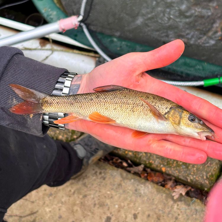 barbel fishing lures Drennan Specialist XT The barbel, a hardy and