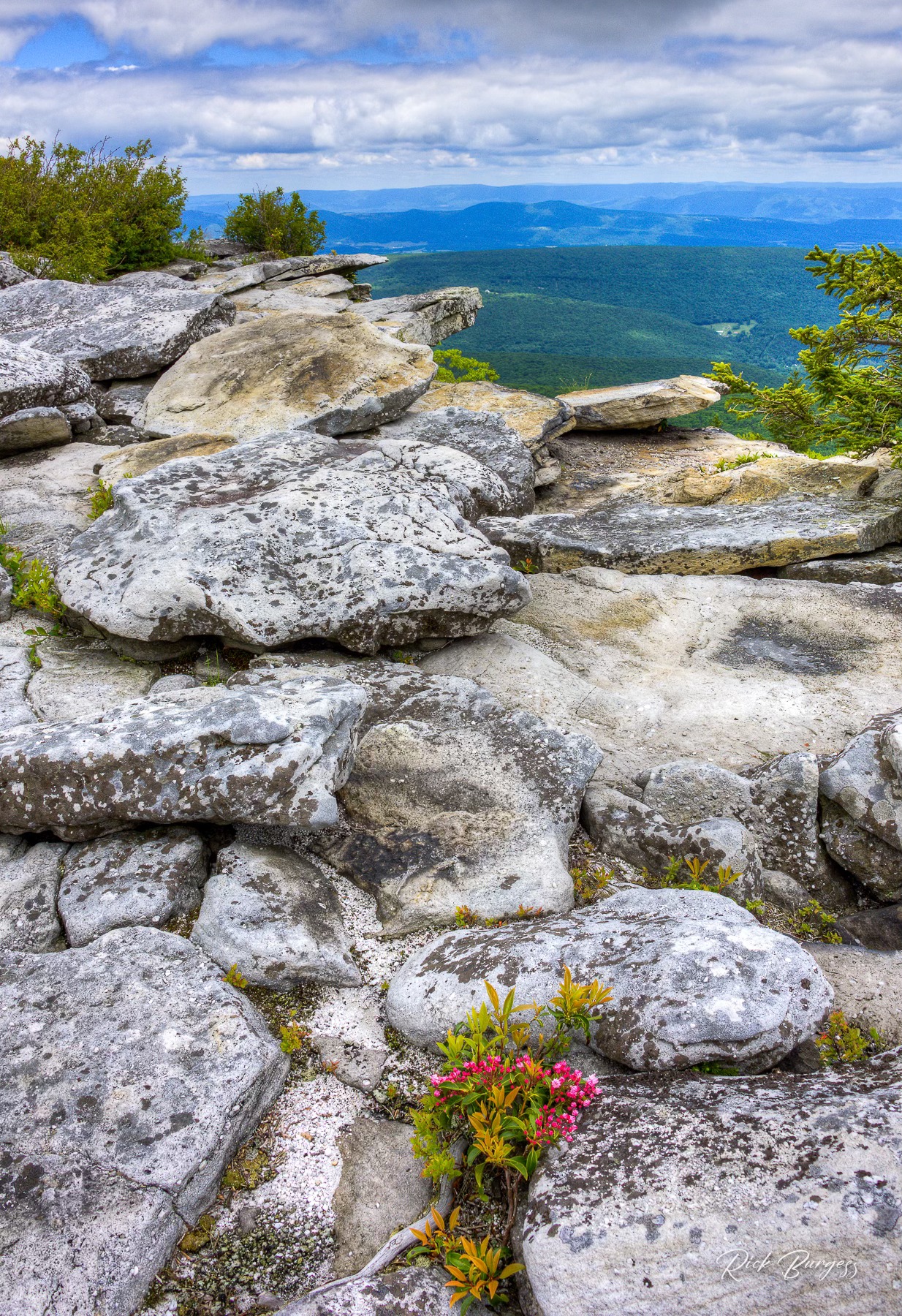 Rick - ....a small splash of red Mountain Laurel Bear Rocks Preserve ...