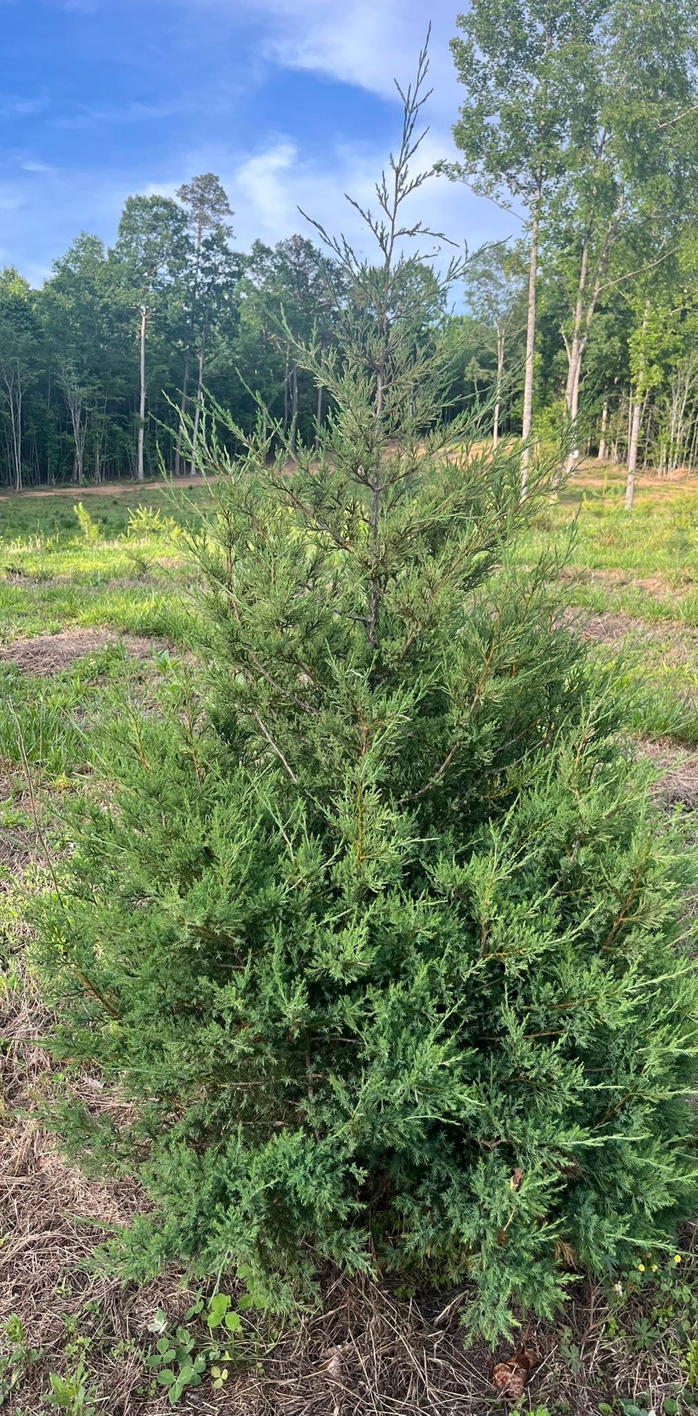 Tara Noel Christmas Tree Farm | Amelia Court House VA