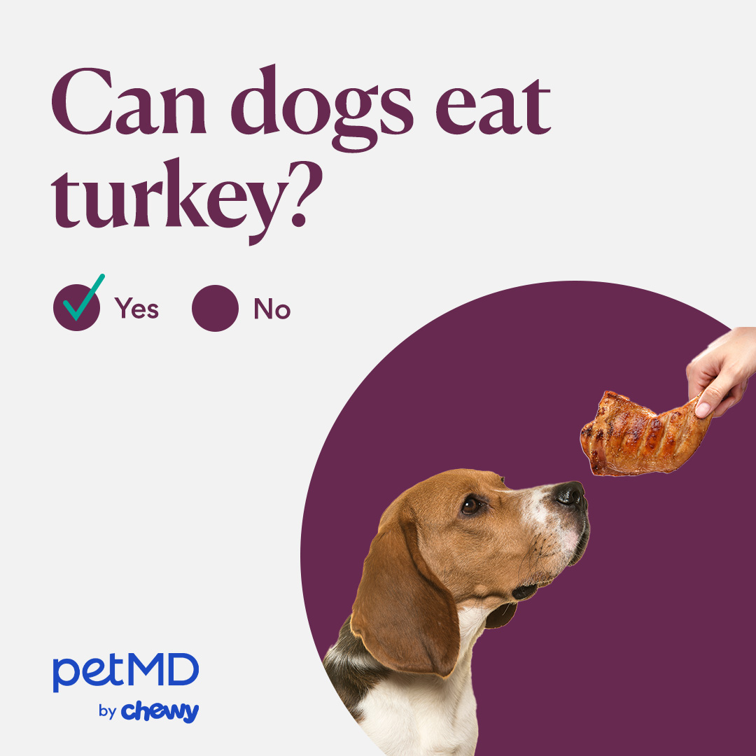 Can Dogs Eat Turkey Skin: Safety Tips for Pet Owners