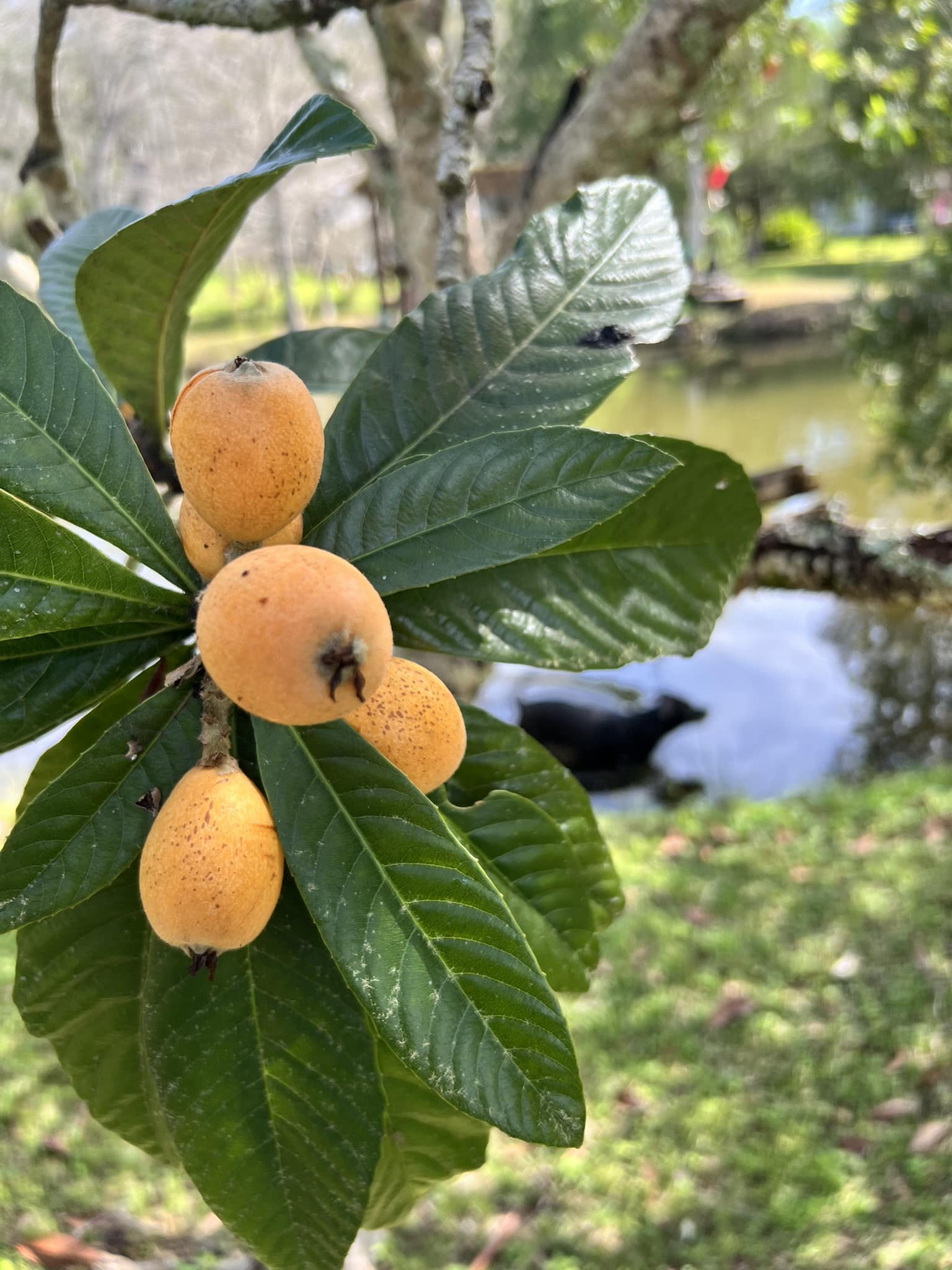 A Fruit That Looks Like a Peach but Is Not a Peach] Japanese plums 