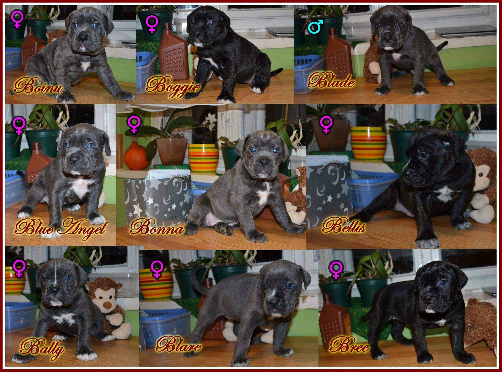 Cane Corso Puppies For Sale Litter B Lord Of Area