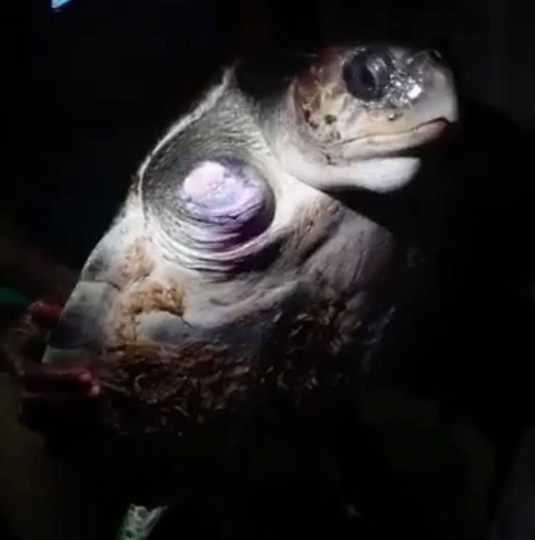 We joined the efforts to rescue an... - The Pearl Protectors