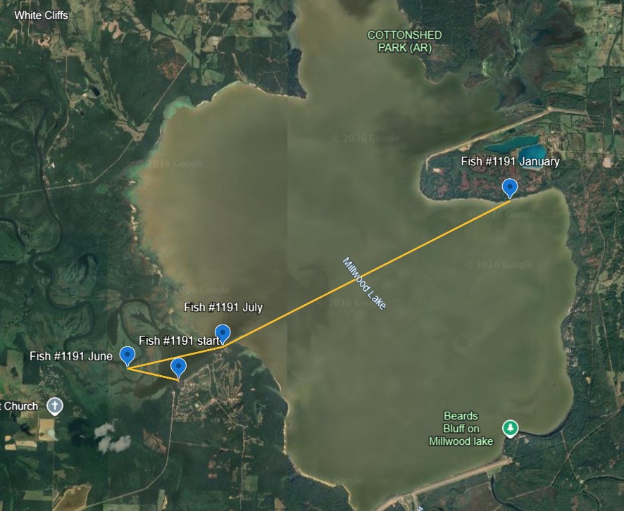 AGFC - Millwood Lake Largemouth Bass Telemetry Project: Phase 2 fish ...