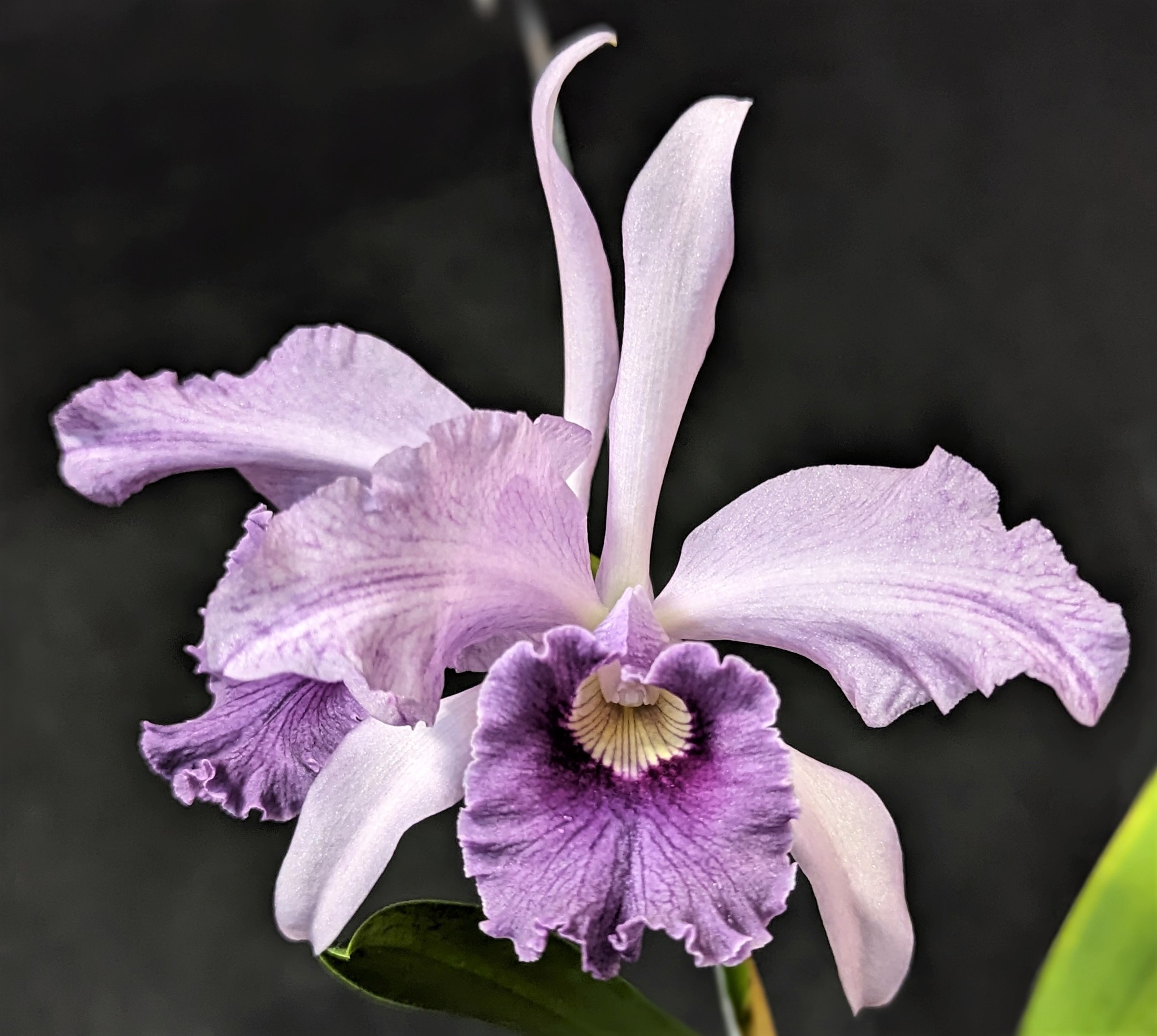 Cattleya canhamiana var coerulea 'Azure Skies' orchid