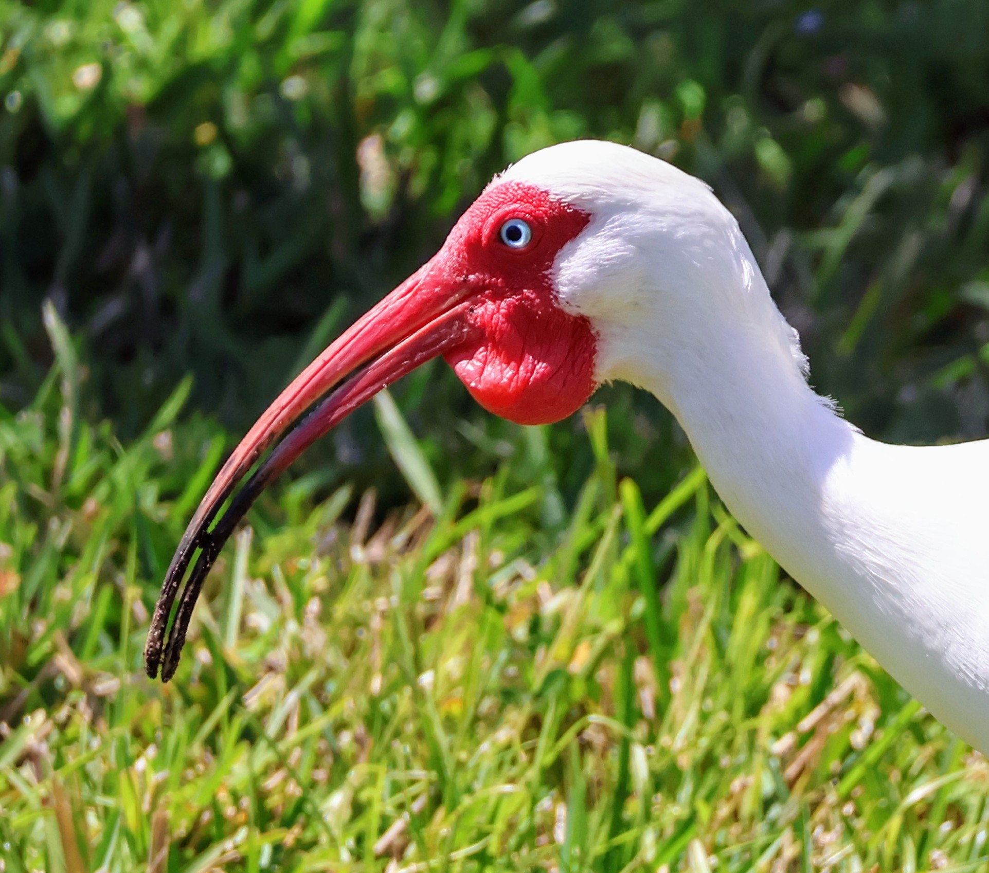 Ibis Vero Beach Florida. Canon R10 RF55-210 mm.