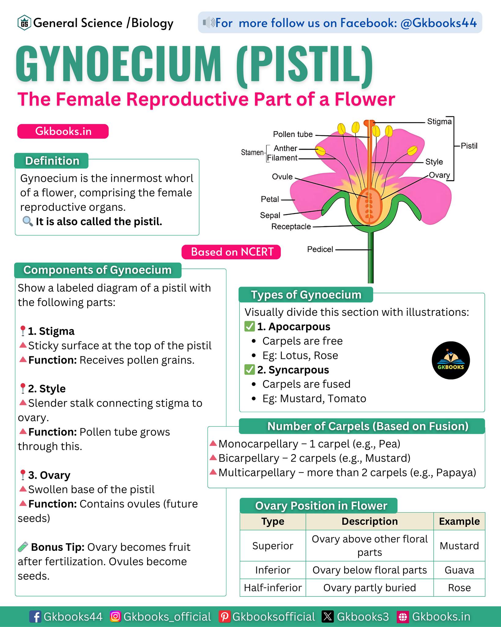 Gkbooks - 🌸 Know the Queen of the Flower – Gynoecium! Unlock the ...