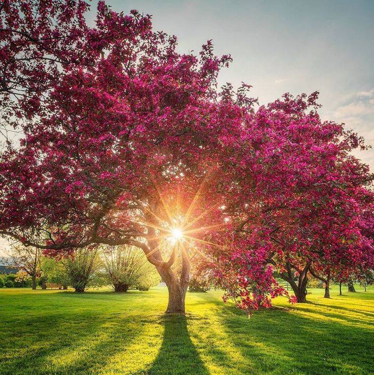 Pink Spring Sunsets .. 🌸🌿☀️ - Nature Awesome Clicks | Facebook