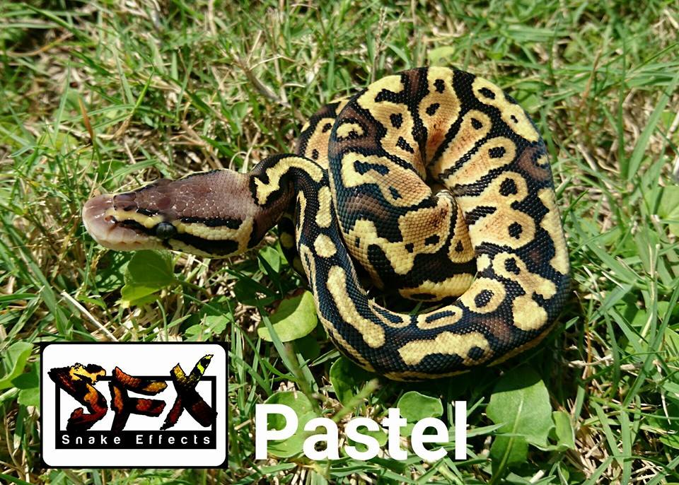 Snake FX | Durban