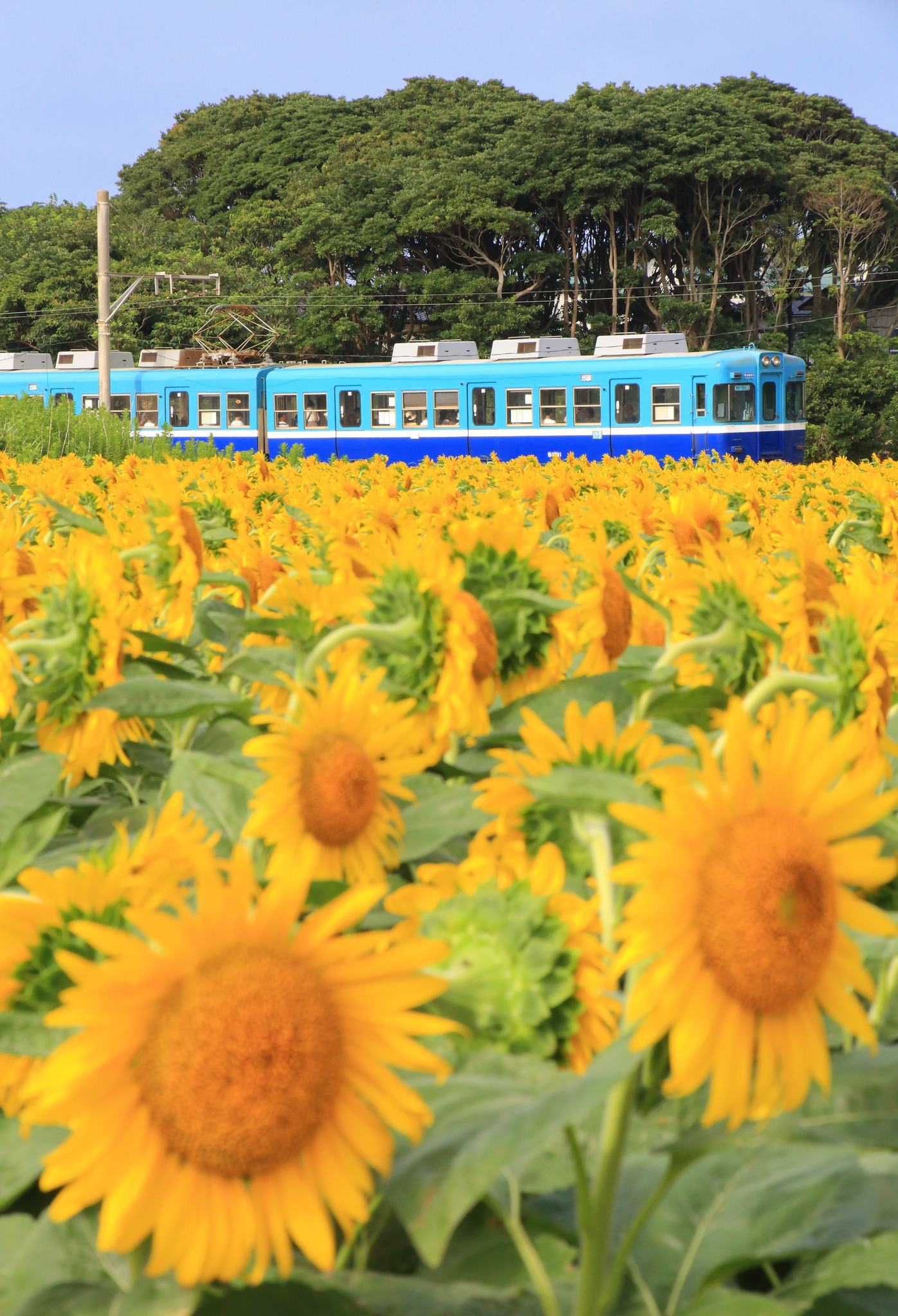 🌻 Summer sunflowers along the Choshi... - Visit Chiba Japan